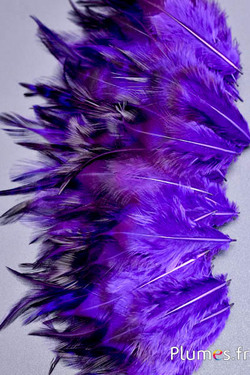 Gallo - 5-10 cm - viola-caffè